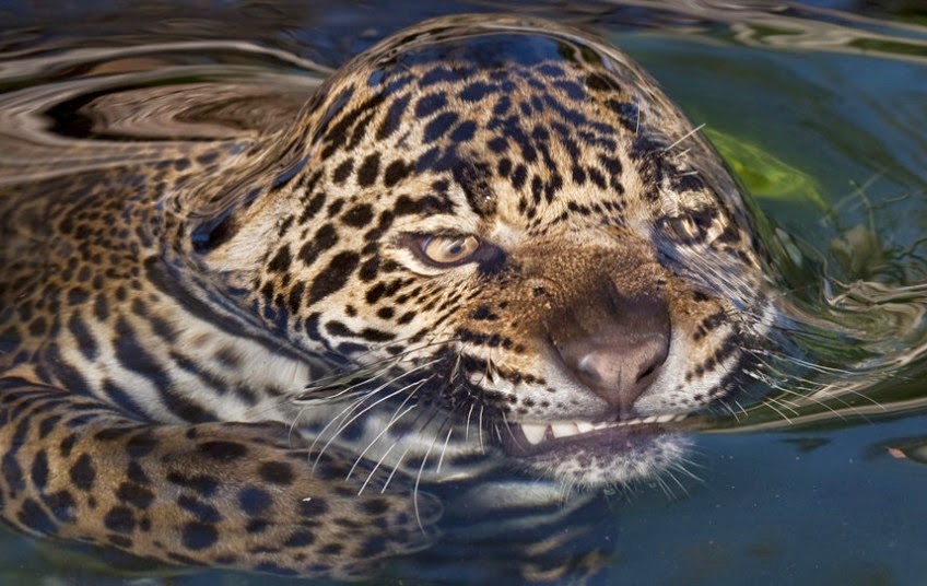 Surface tension